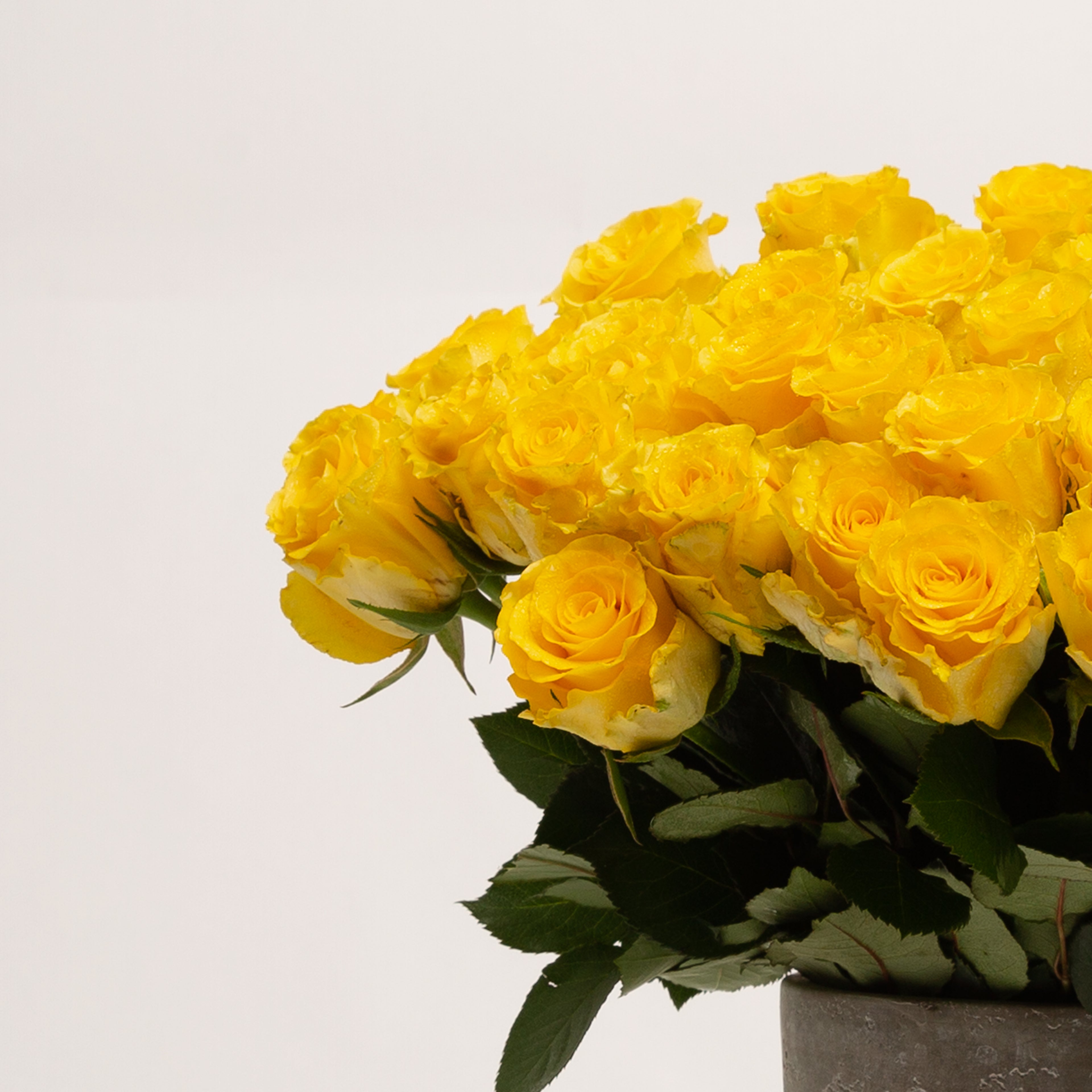 40cm Roses