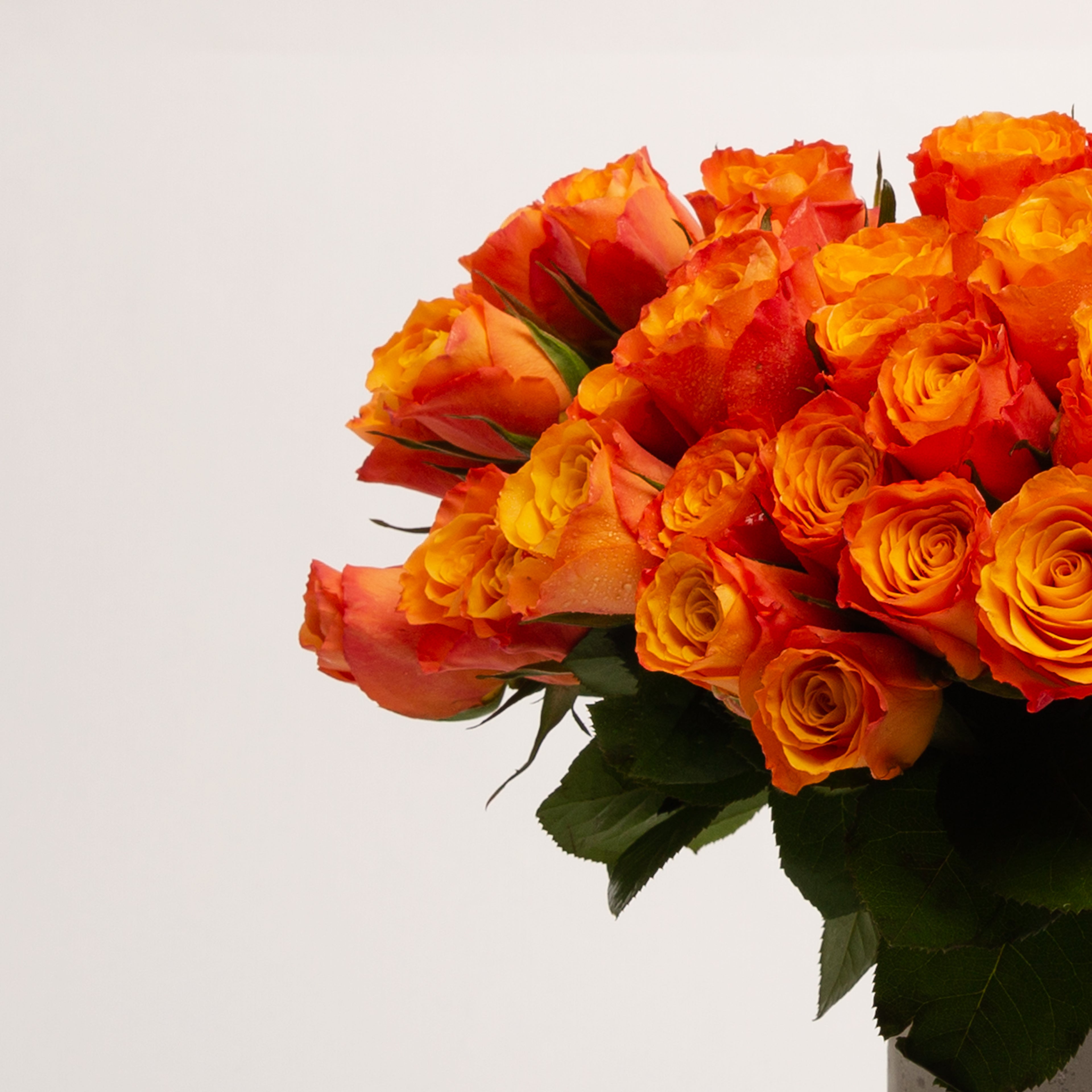 40cm Roses