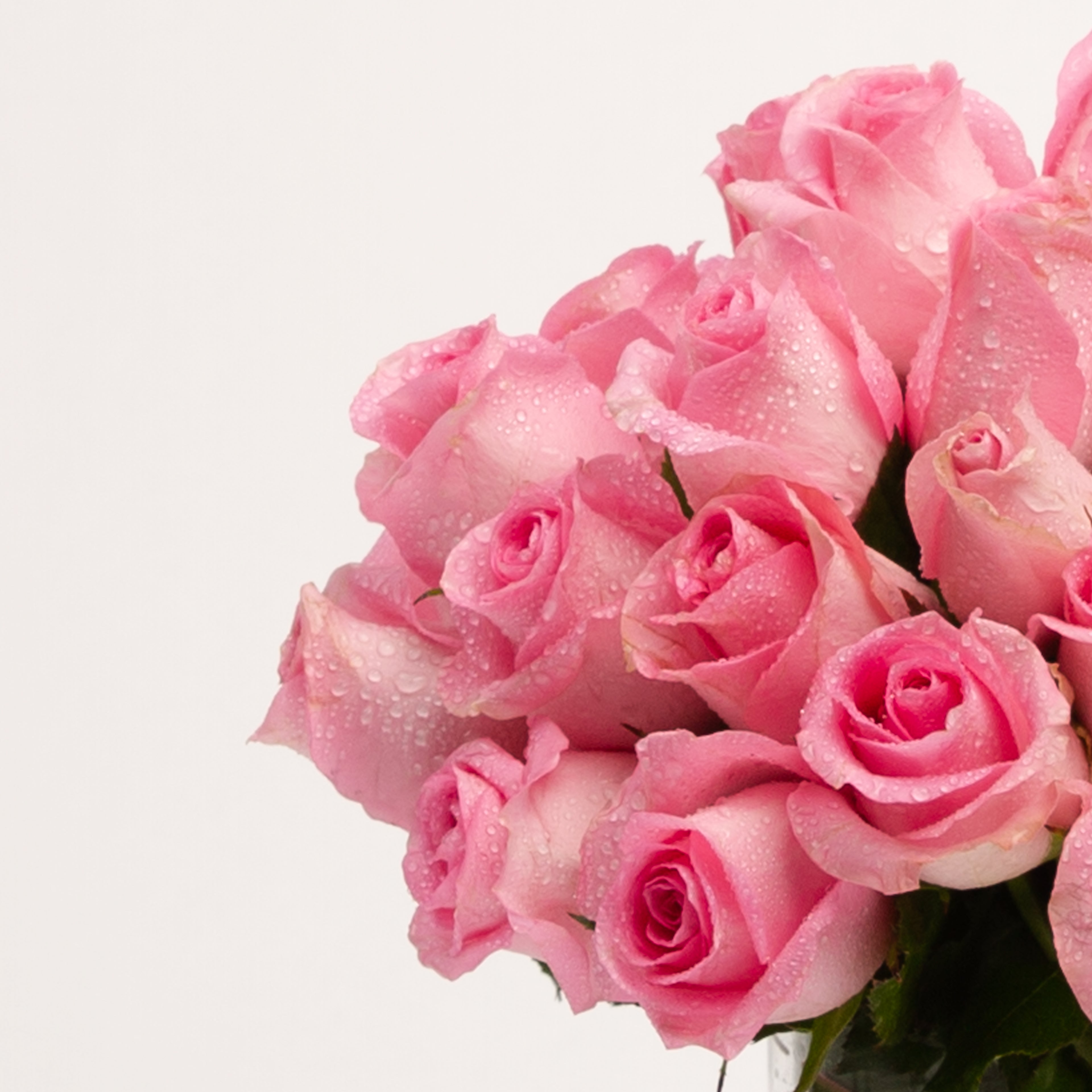 40cm Roses