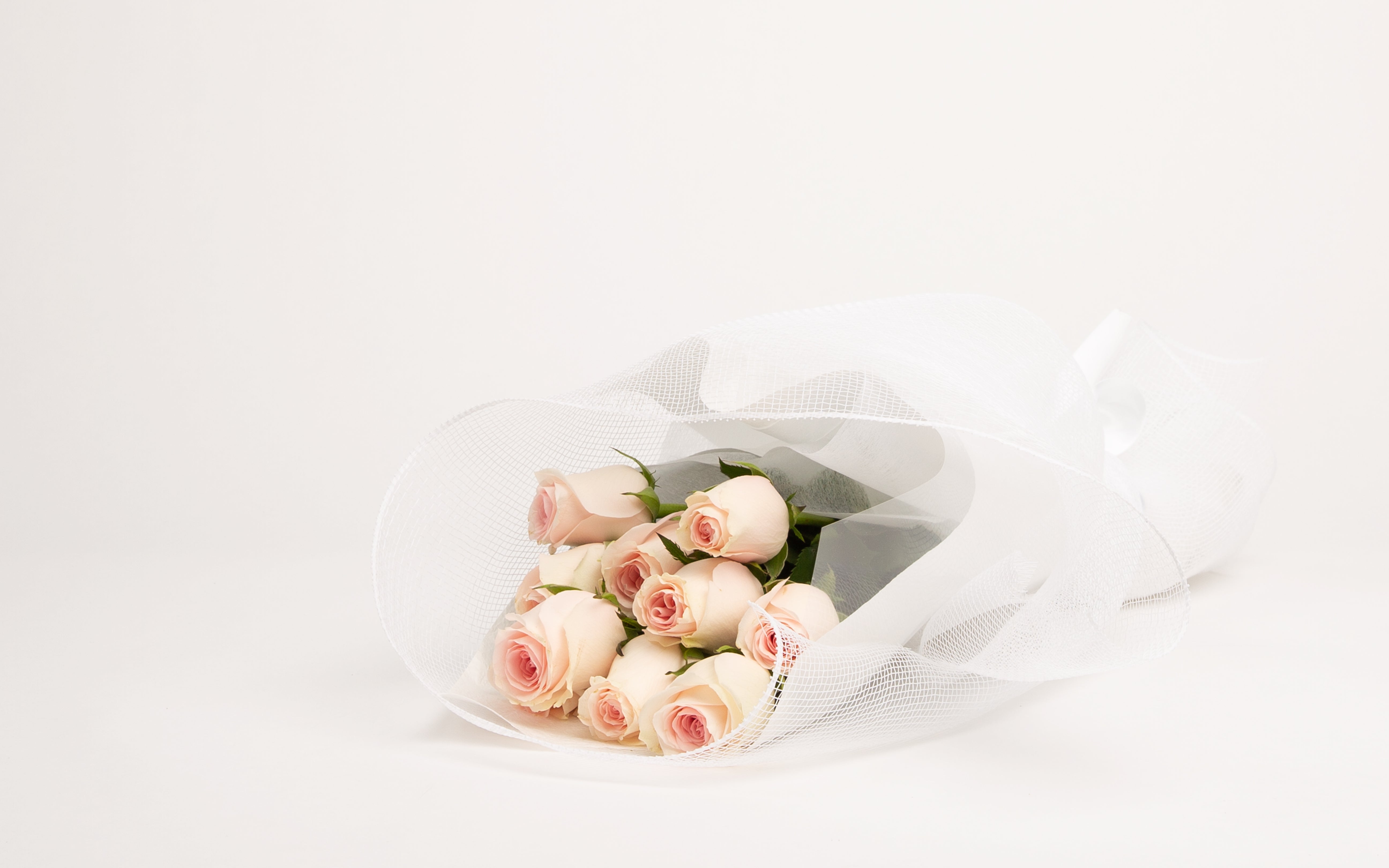 Dusky Pink Rose