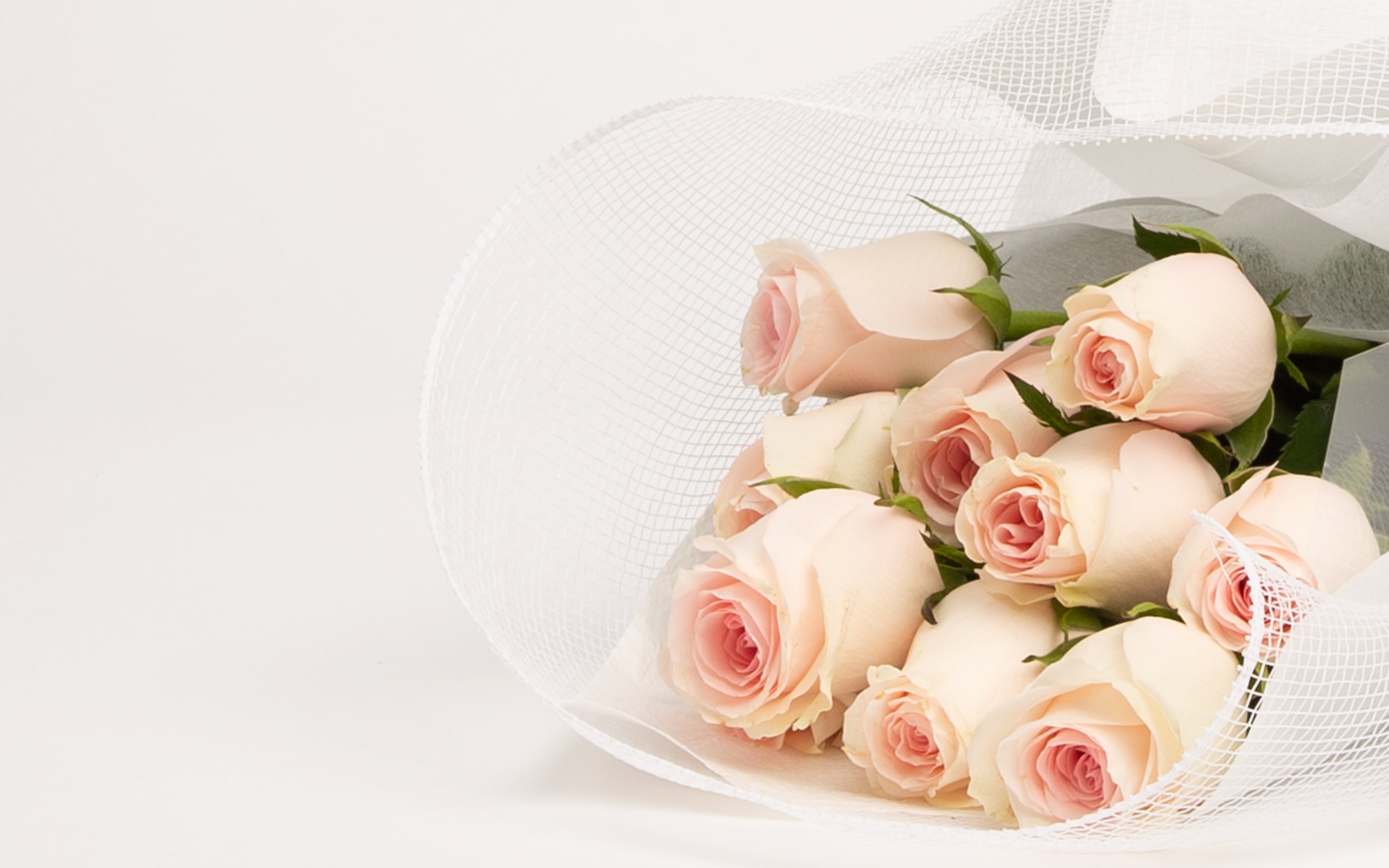Dusky Pink Rose