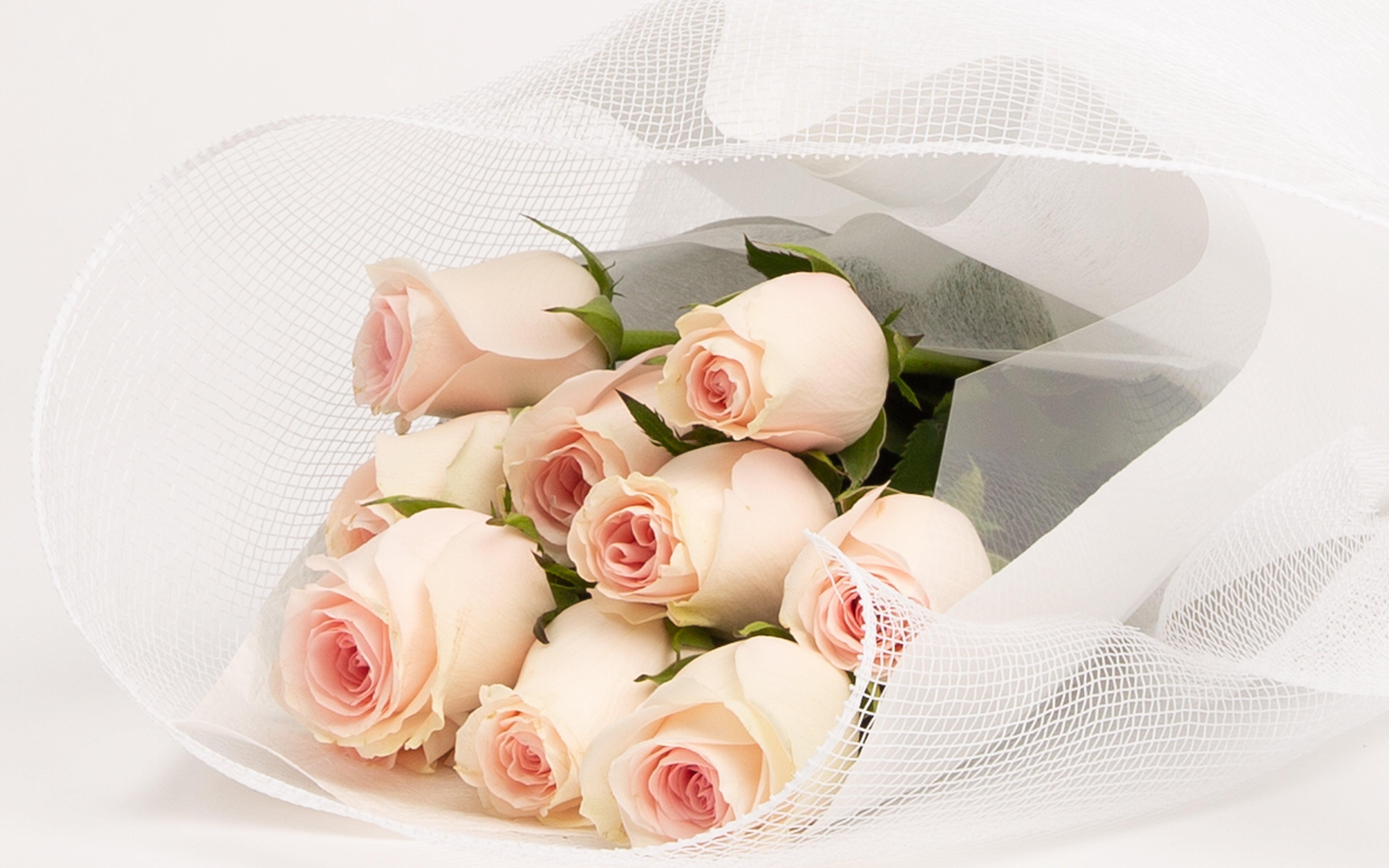 Dusky Pink Rose