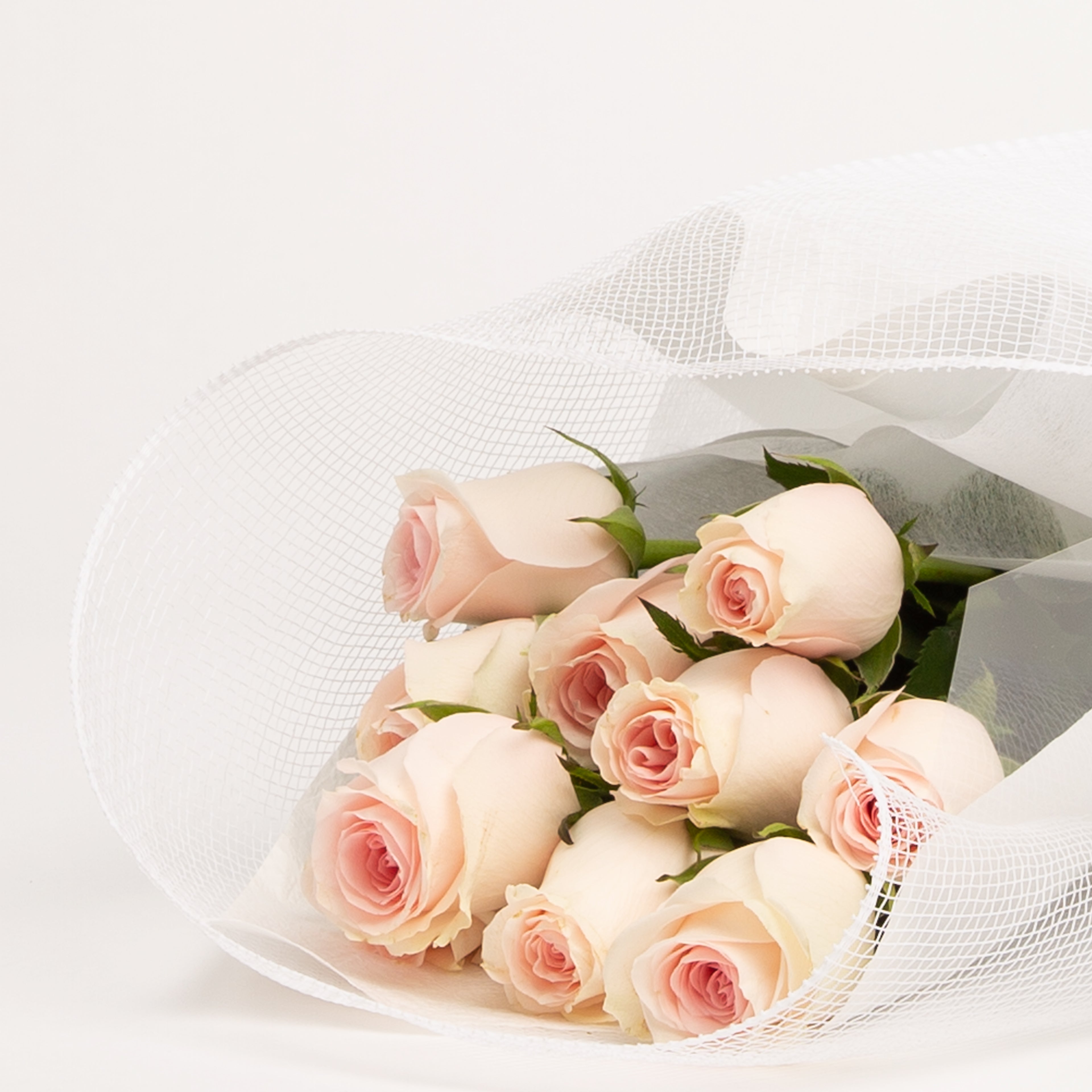 Dusky Pink Rose