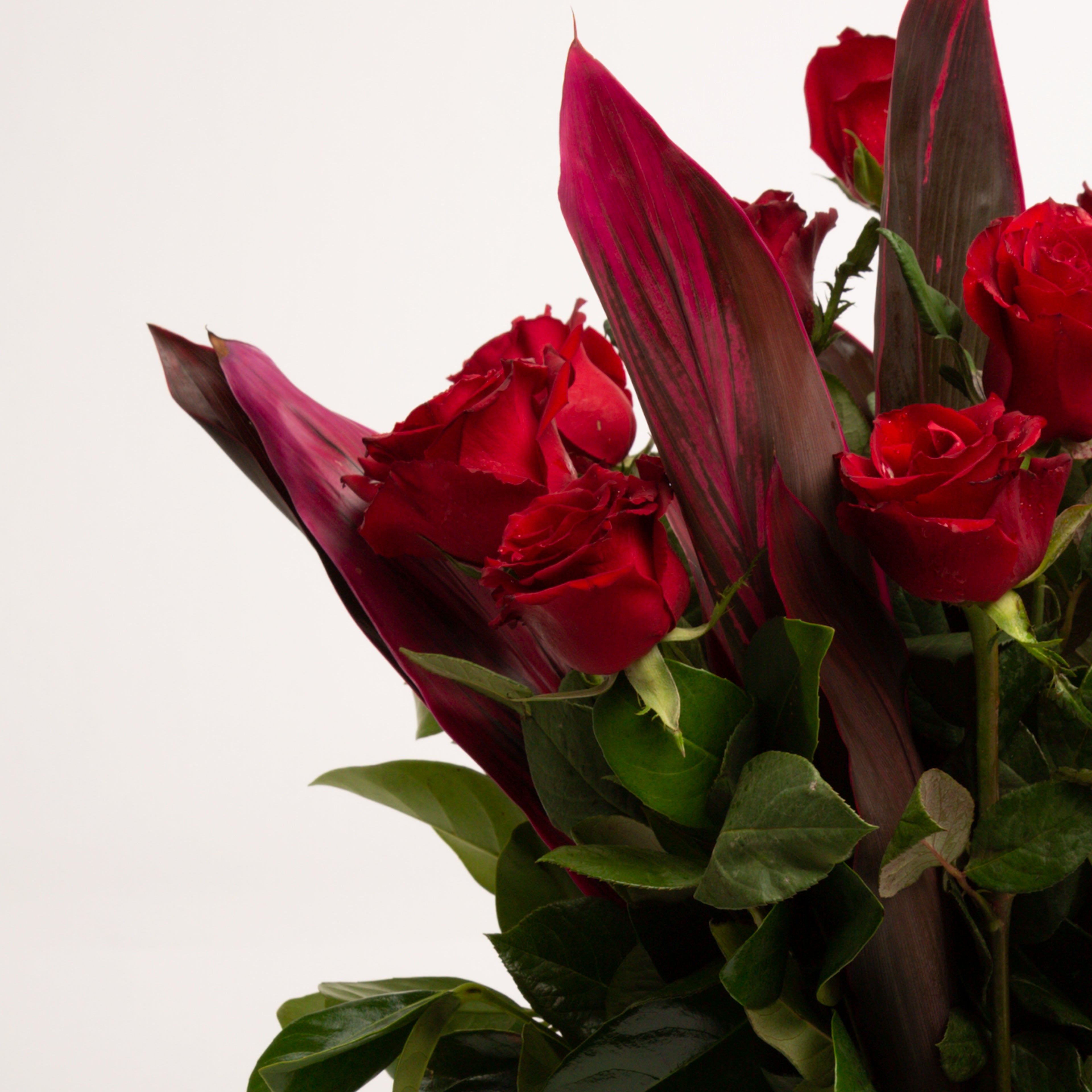 40cm Roses