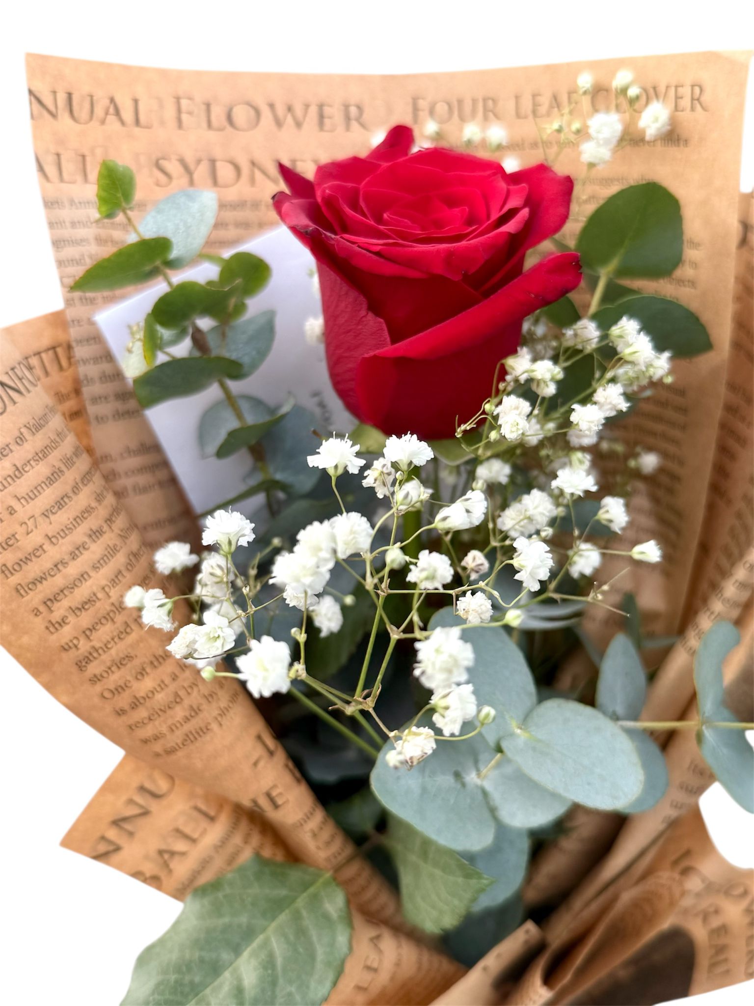 Rose Flower