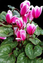 Pretty Cyclamen With Butterfly
