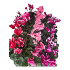 Pretty Cyclamen With Butterfly