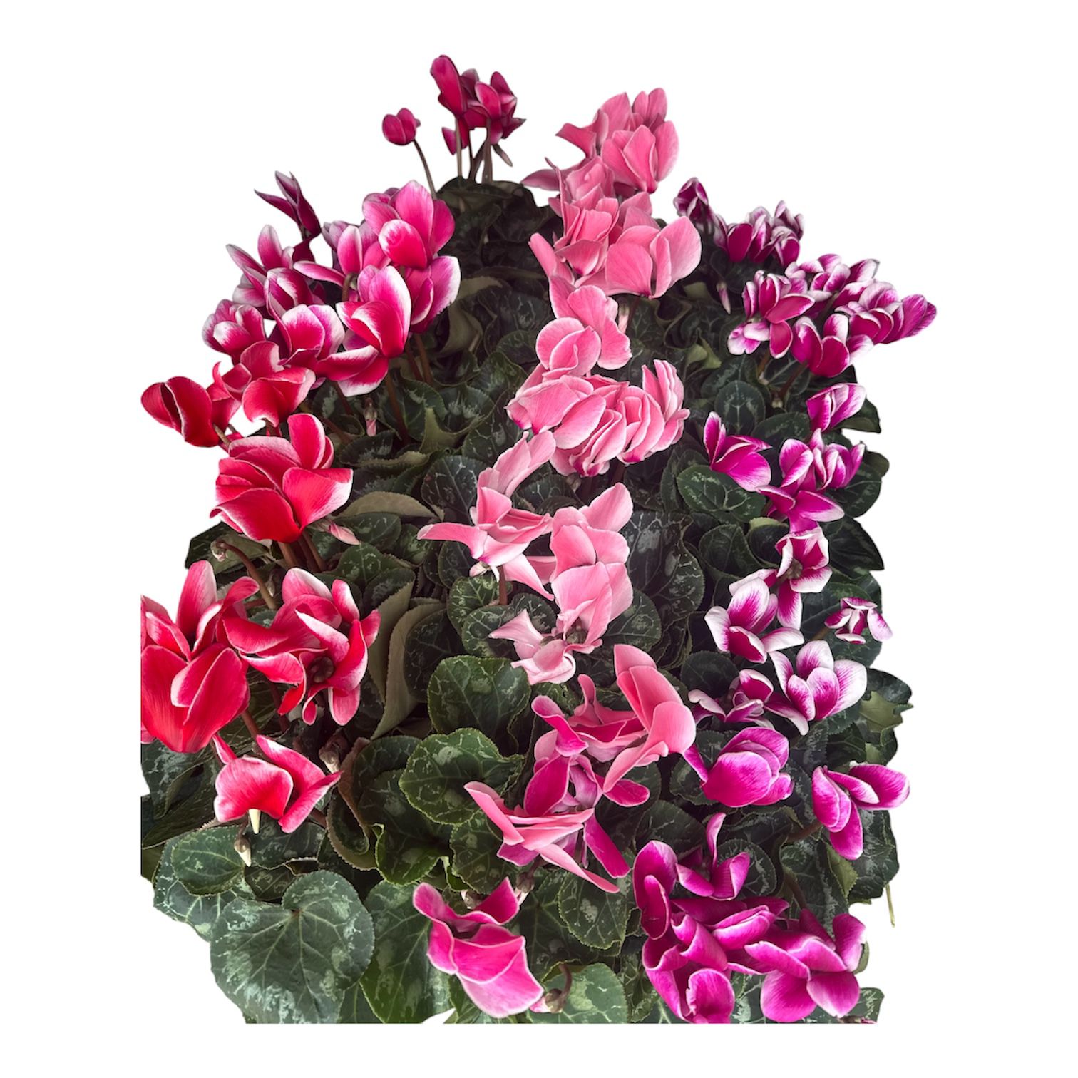 Pretty Cyclamen With Butterfly